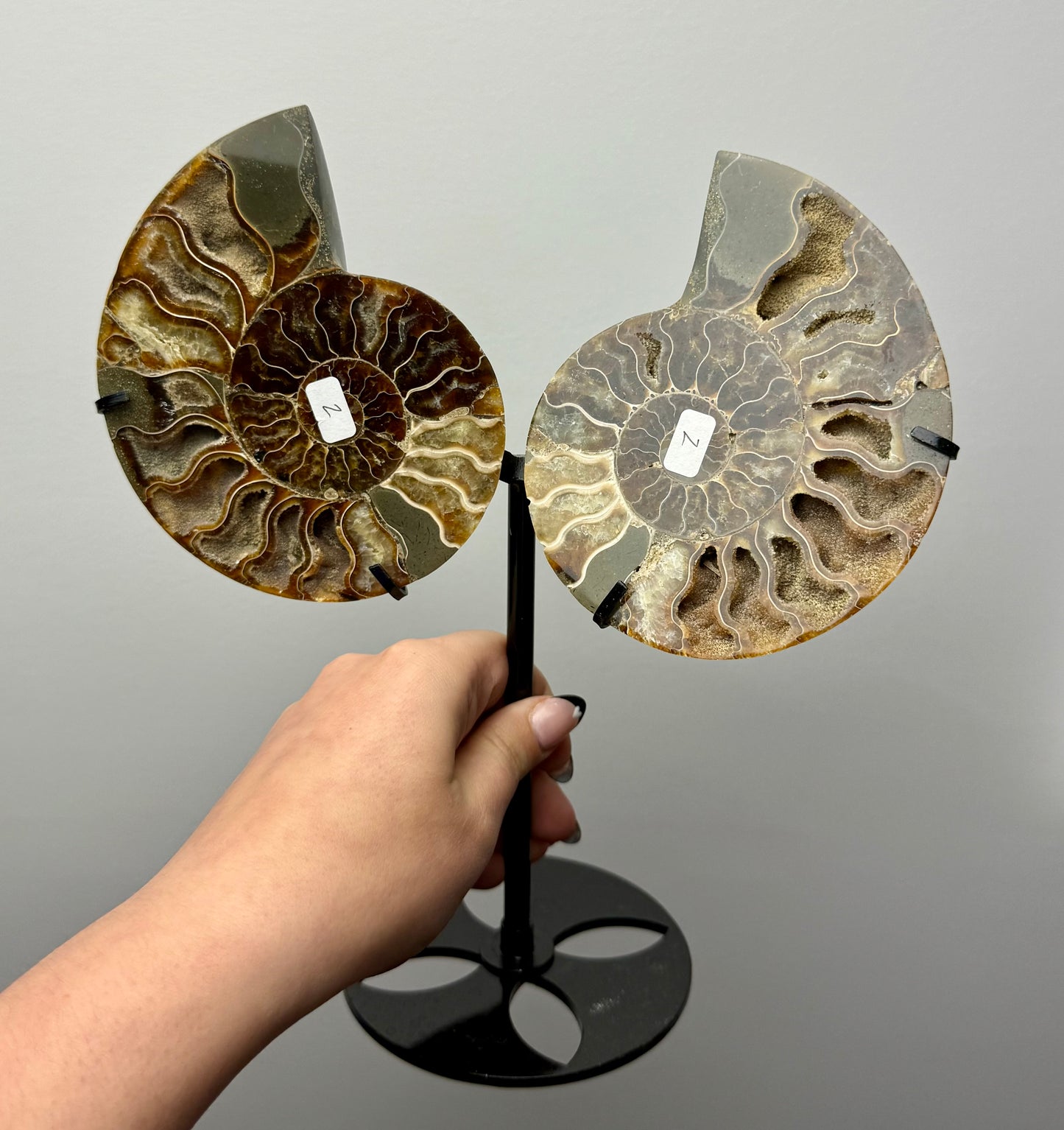 Ammonite fossil set on stand
