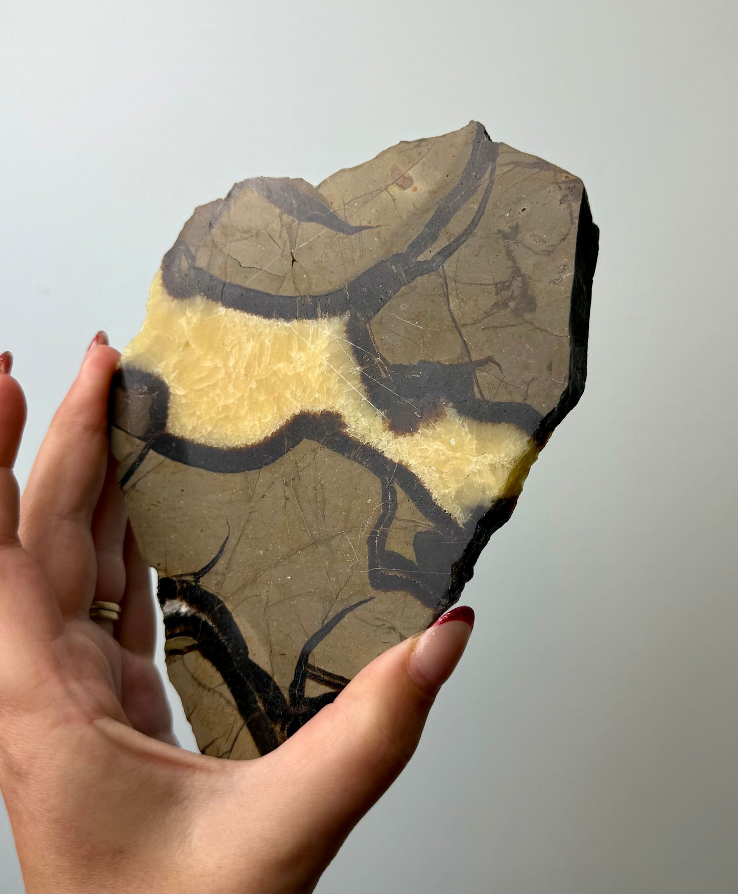 Septarian slab
