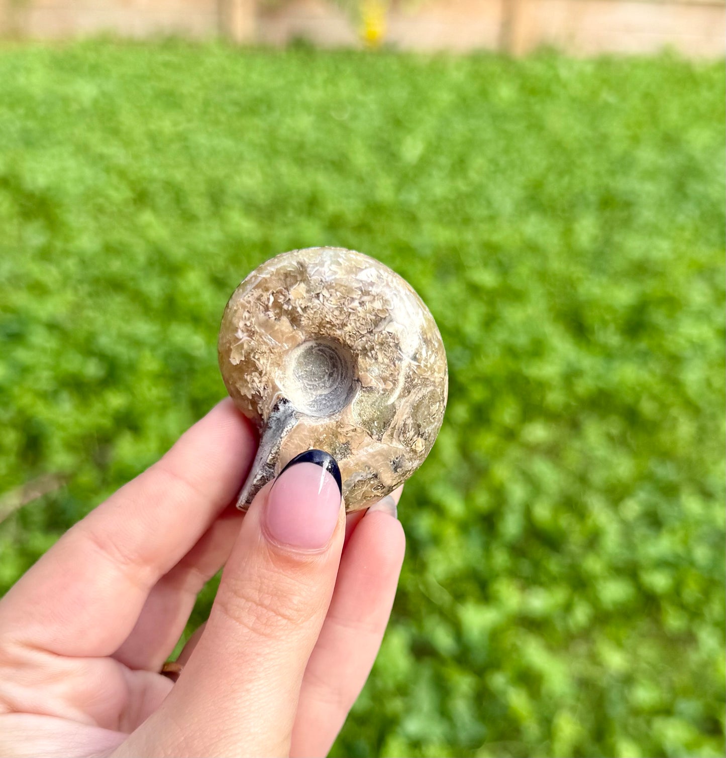 Ammonite fossil
