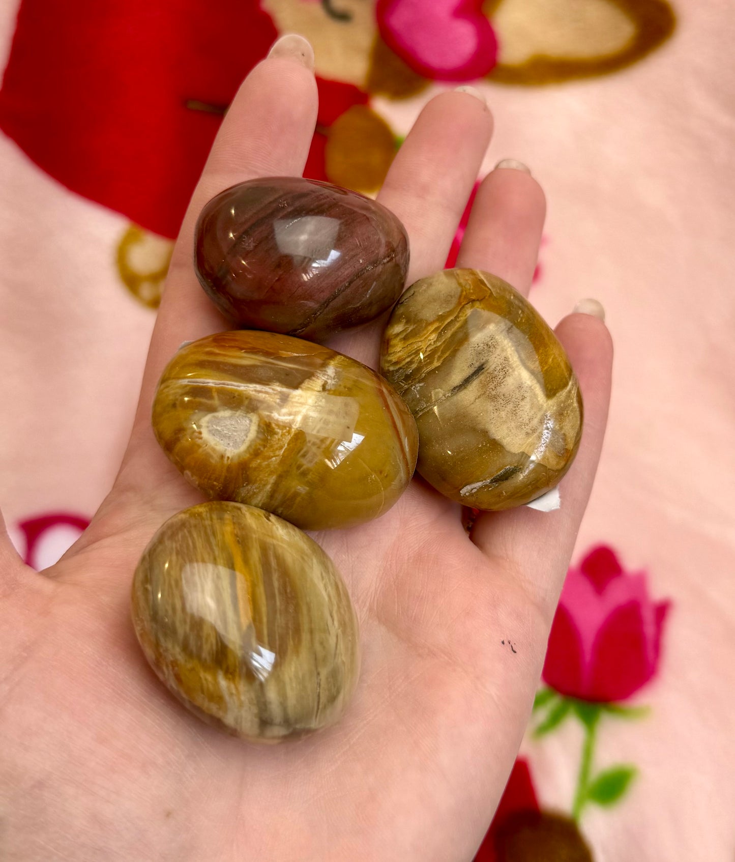 Petrified wood palm stones 