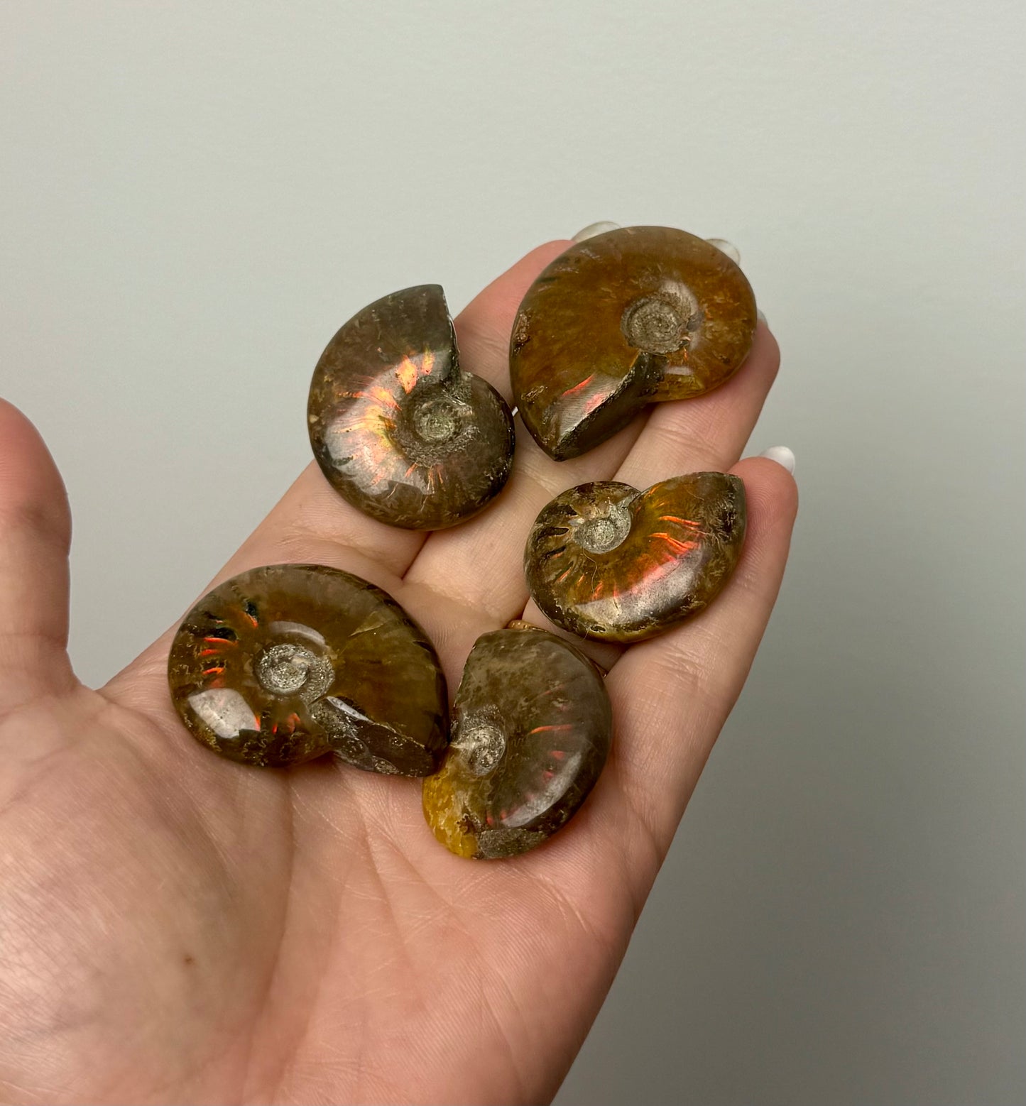 Ammonite fossils