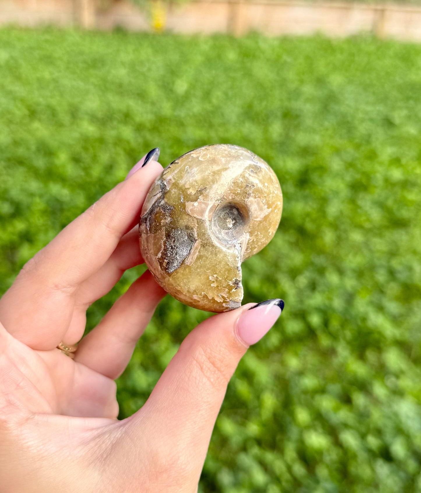 Ammonite fossil