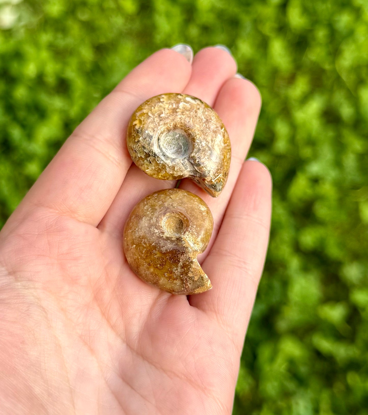 Ammonite fossils