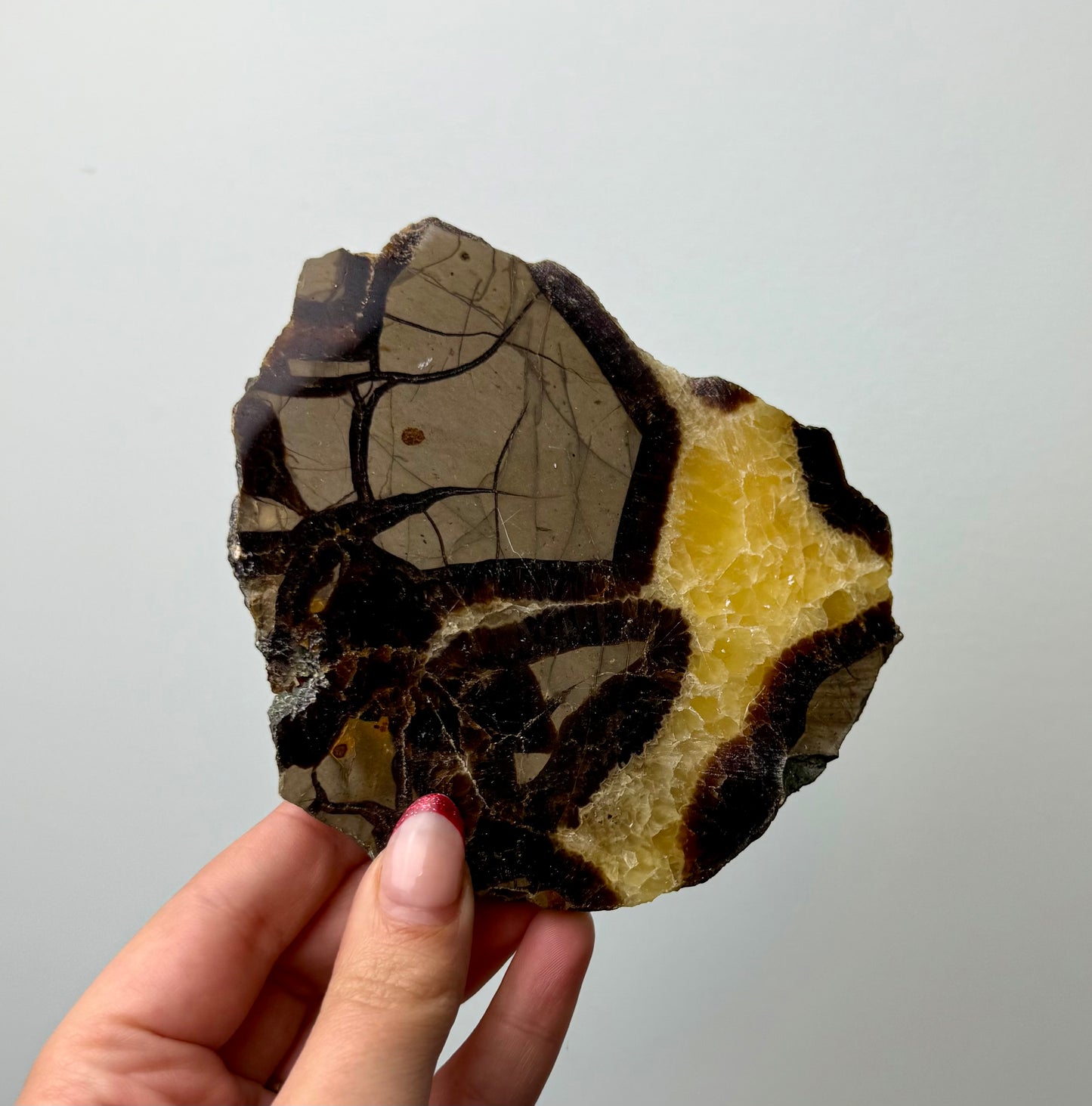 Septarian slab