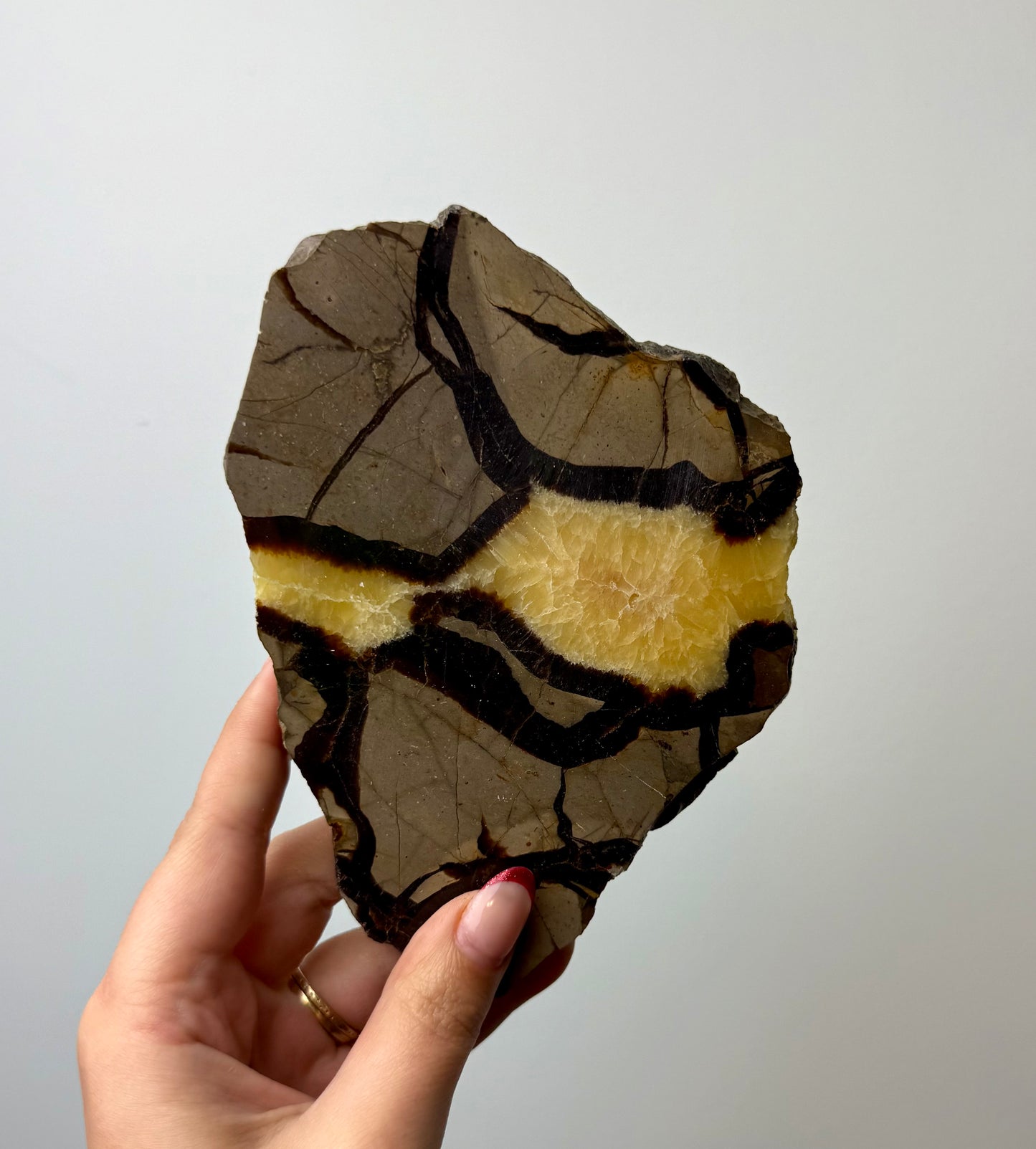 Septarian slab