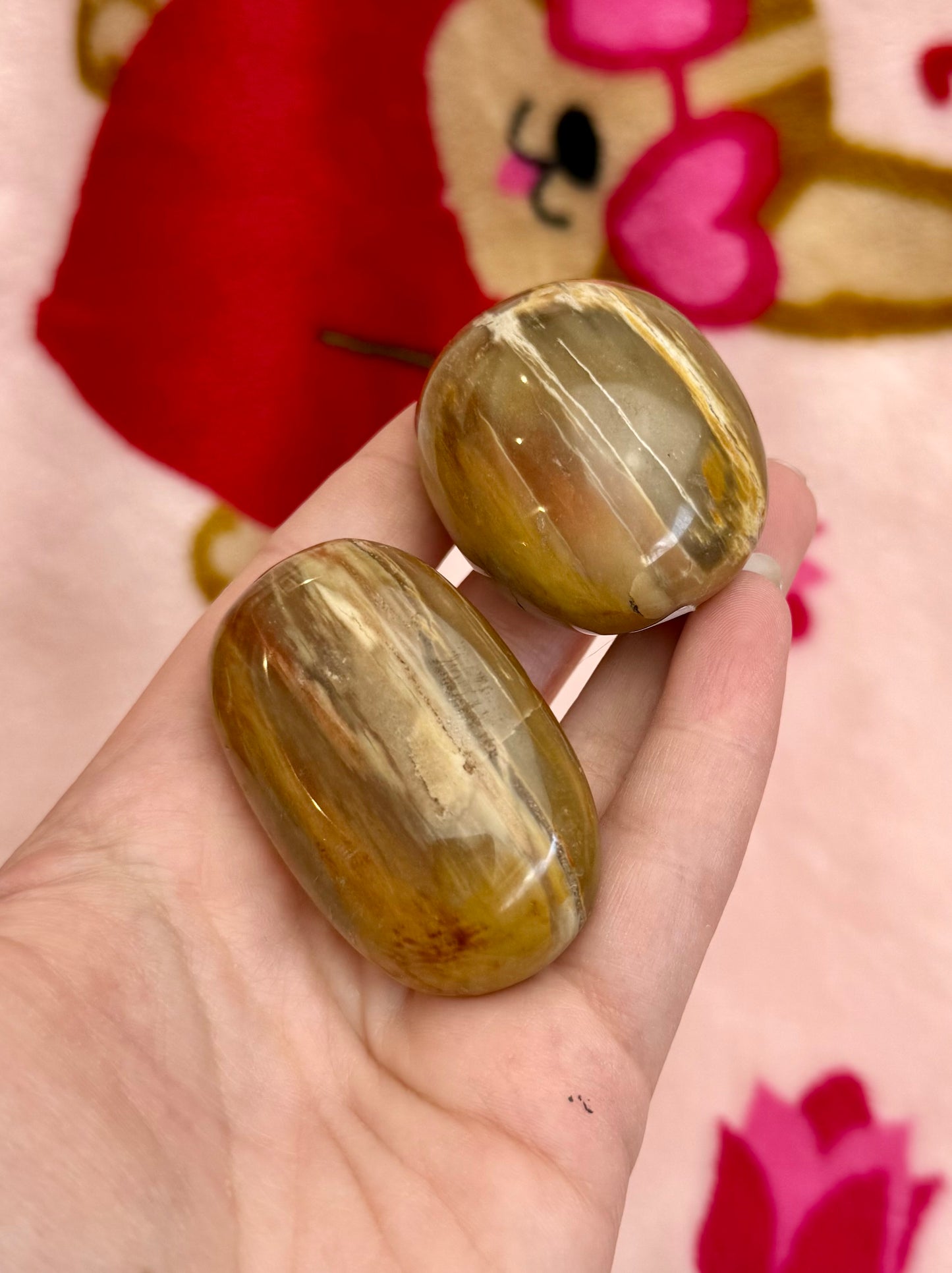 Petrified wood palm stones 