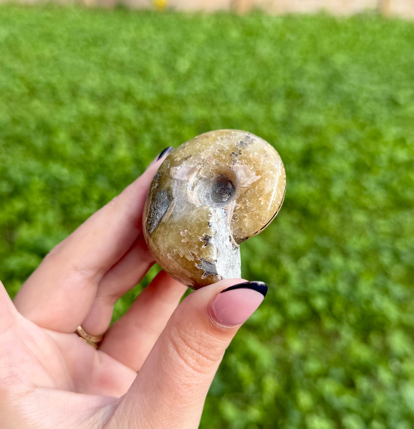 Ammonite fossil
