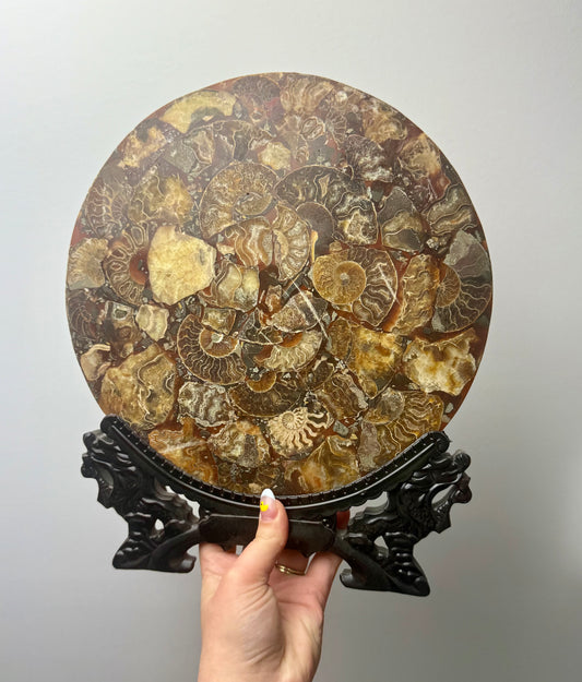 Ammonite composite slab on a stand ￼