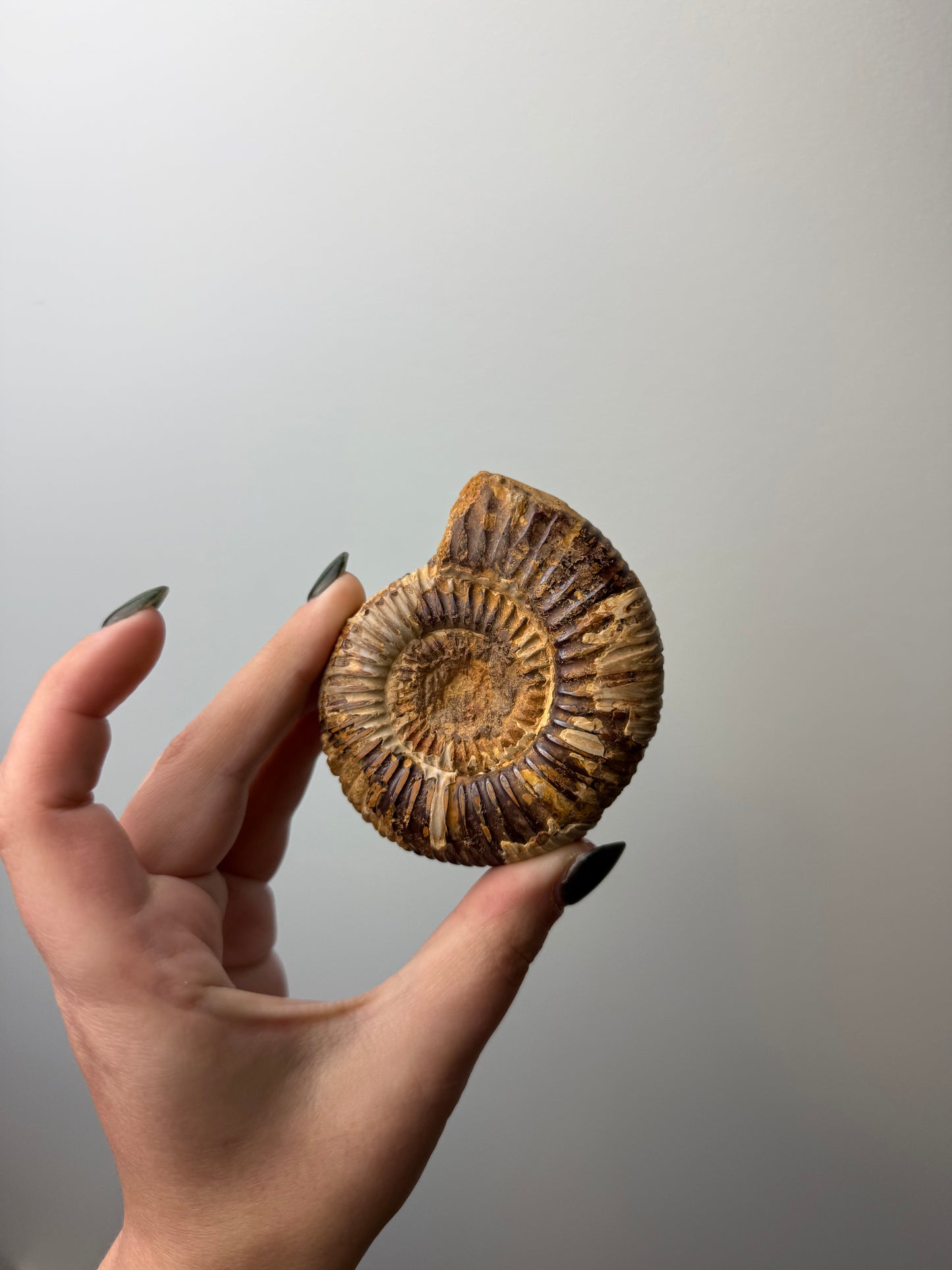 Ammonite fossil