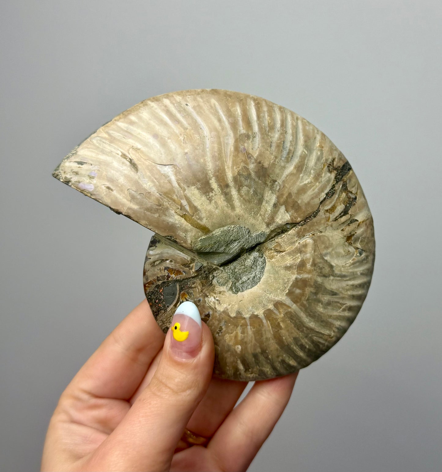 Ammonite fossil bowl