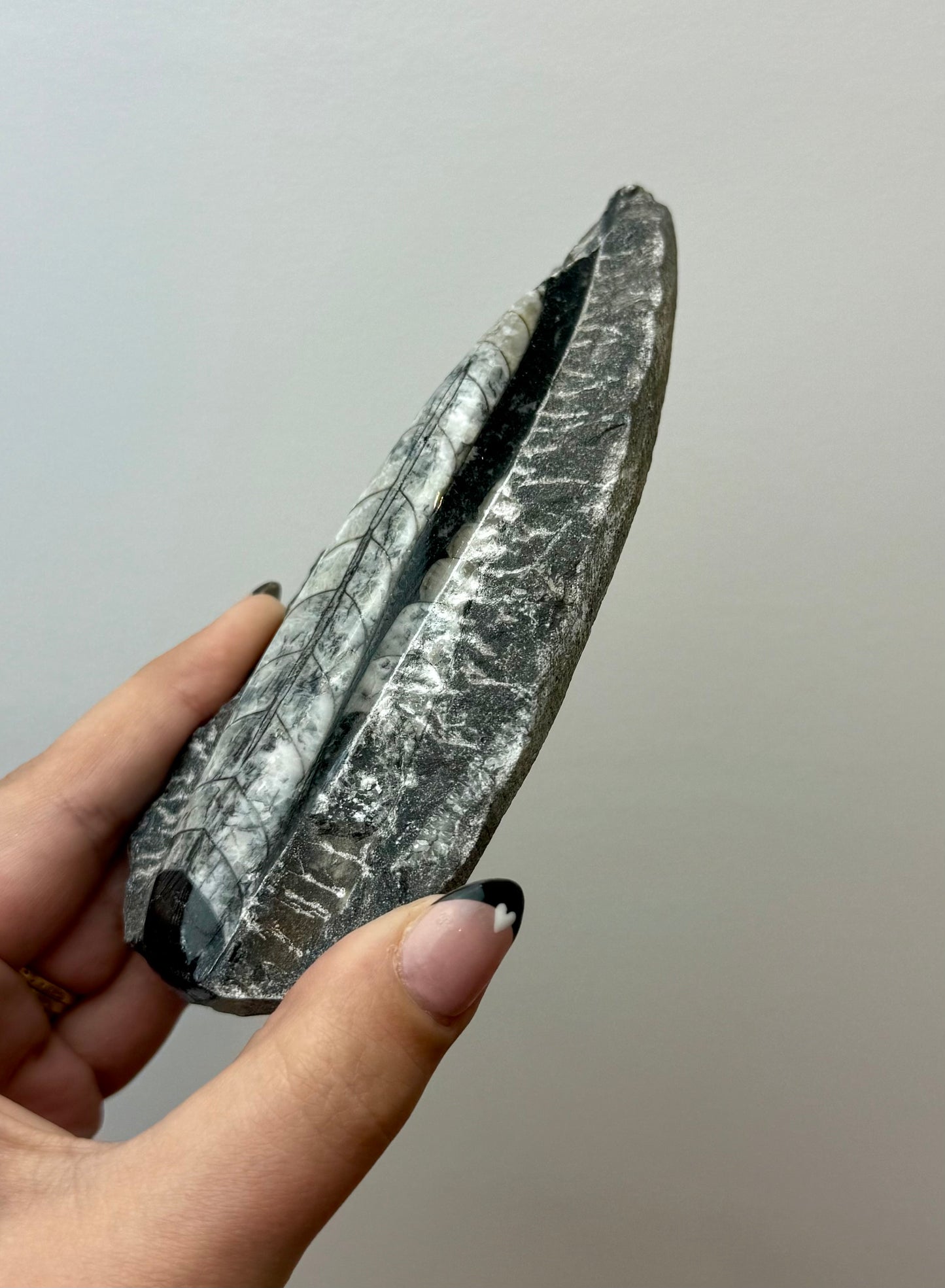 Orthoceras fossil