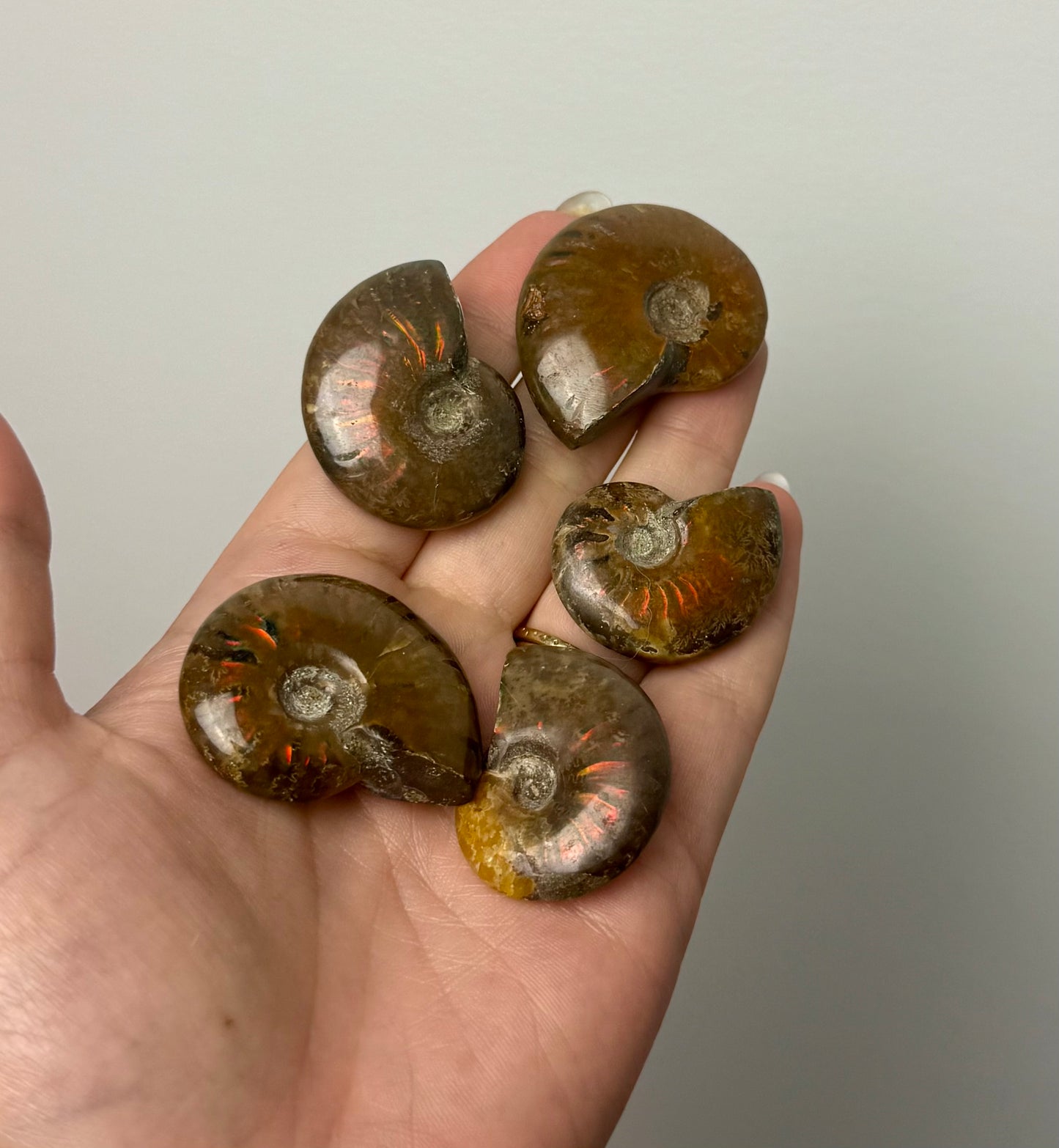 Ammonite fossils