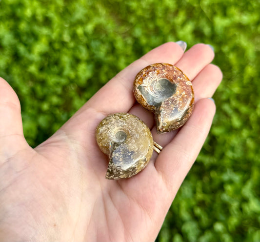 Ammonite fossils