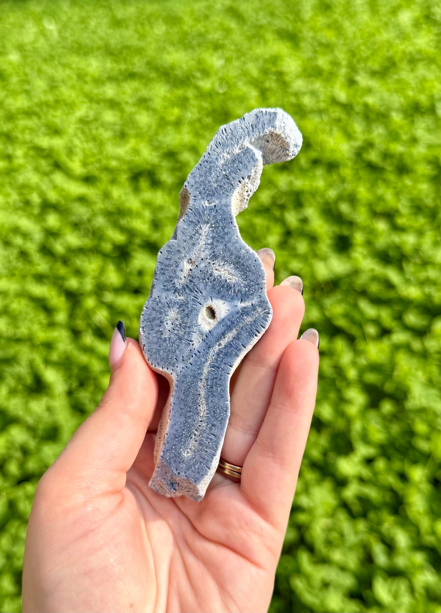 Coral fossil slab