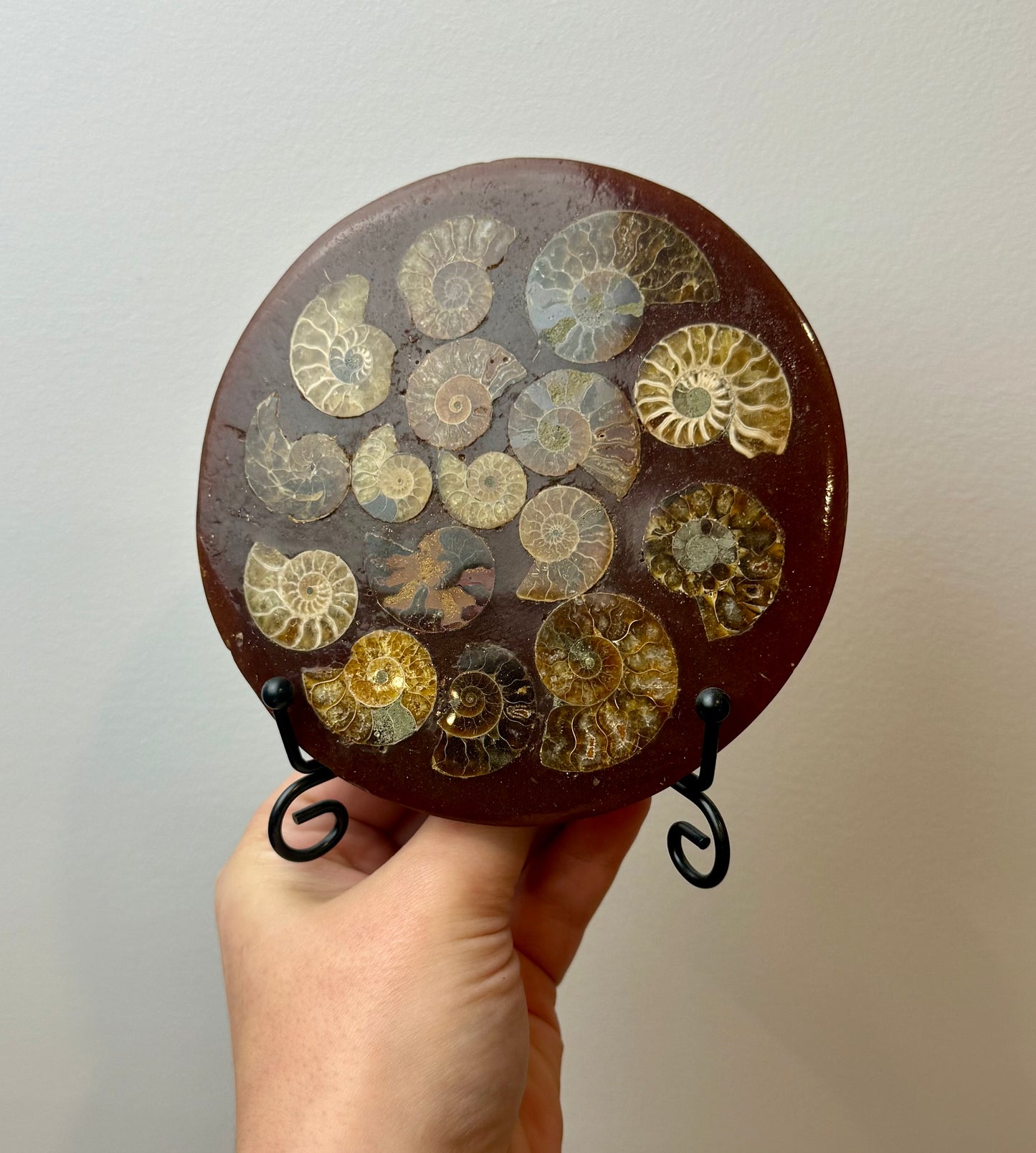 Ammonite composite slab on a stand ￼