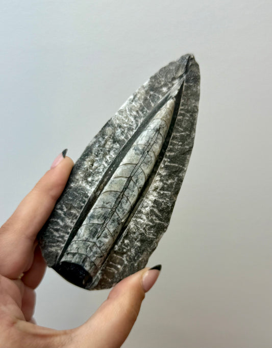 Orthoceras fossil