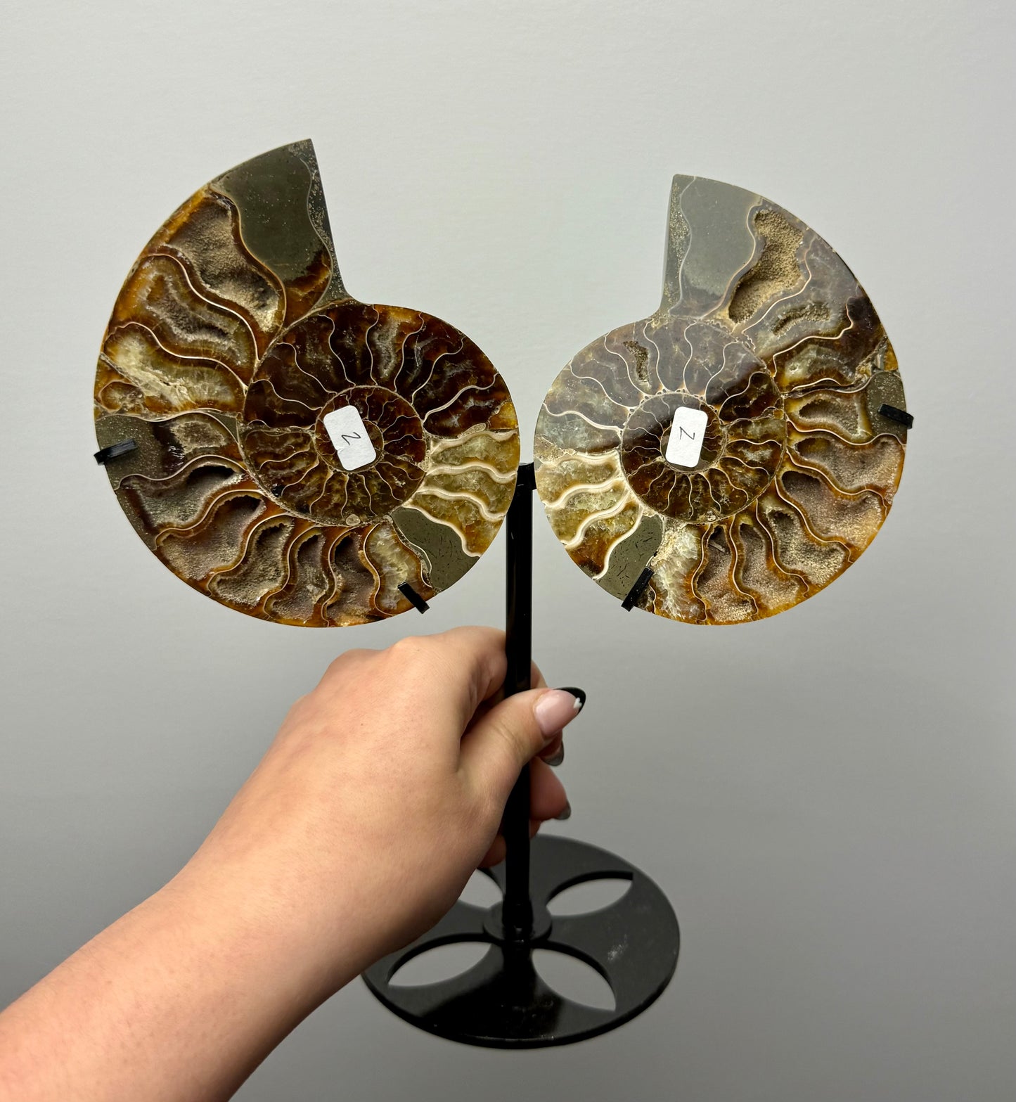 Ammonite fossil set on stand