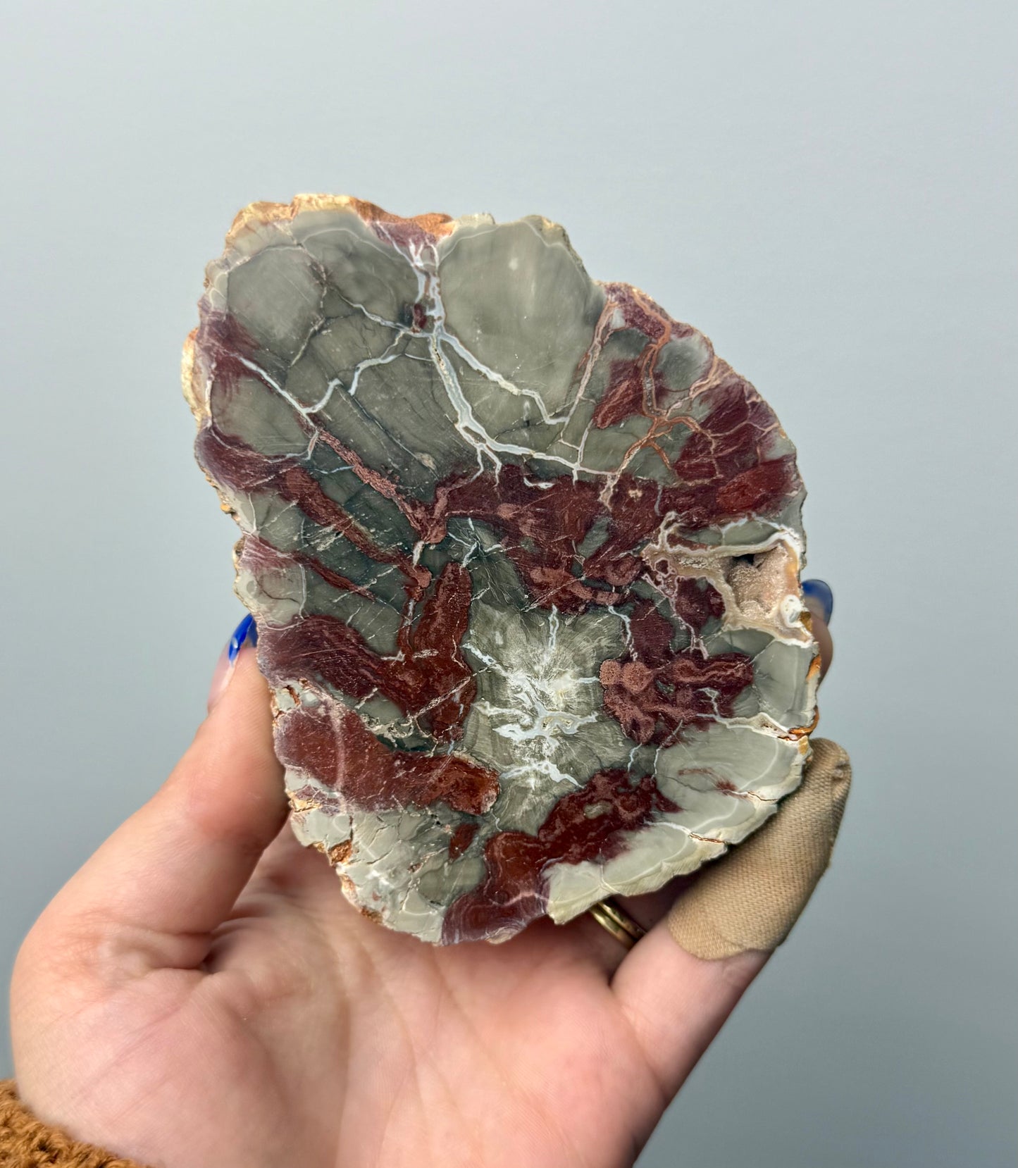 Petrified wood slab