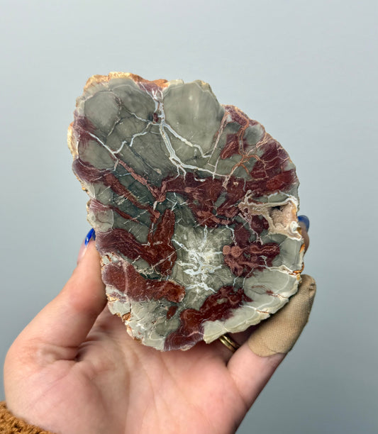 Petrified wood slab
