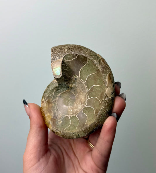 Ammonite fossil bowl