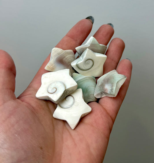 Shiva shell star carvings