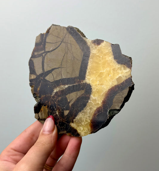 Septarian slab
