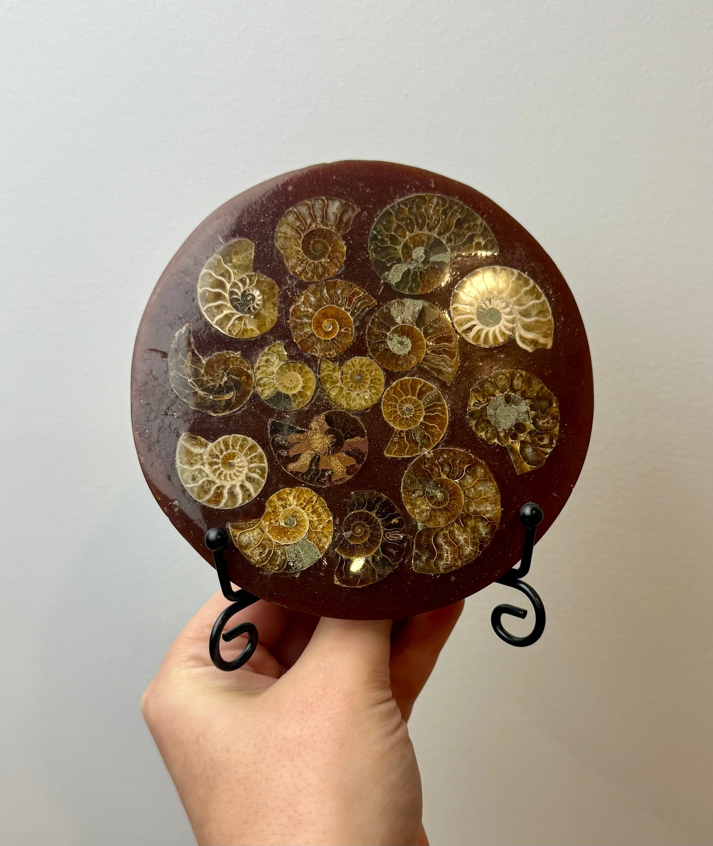 Ammonite composite slab on a stand ￼