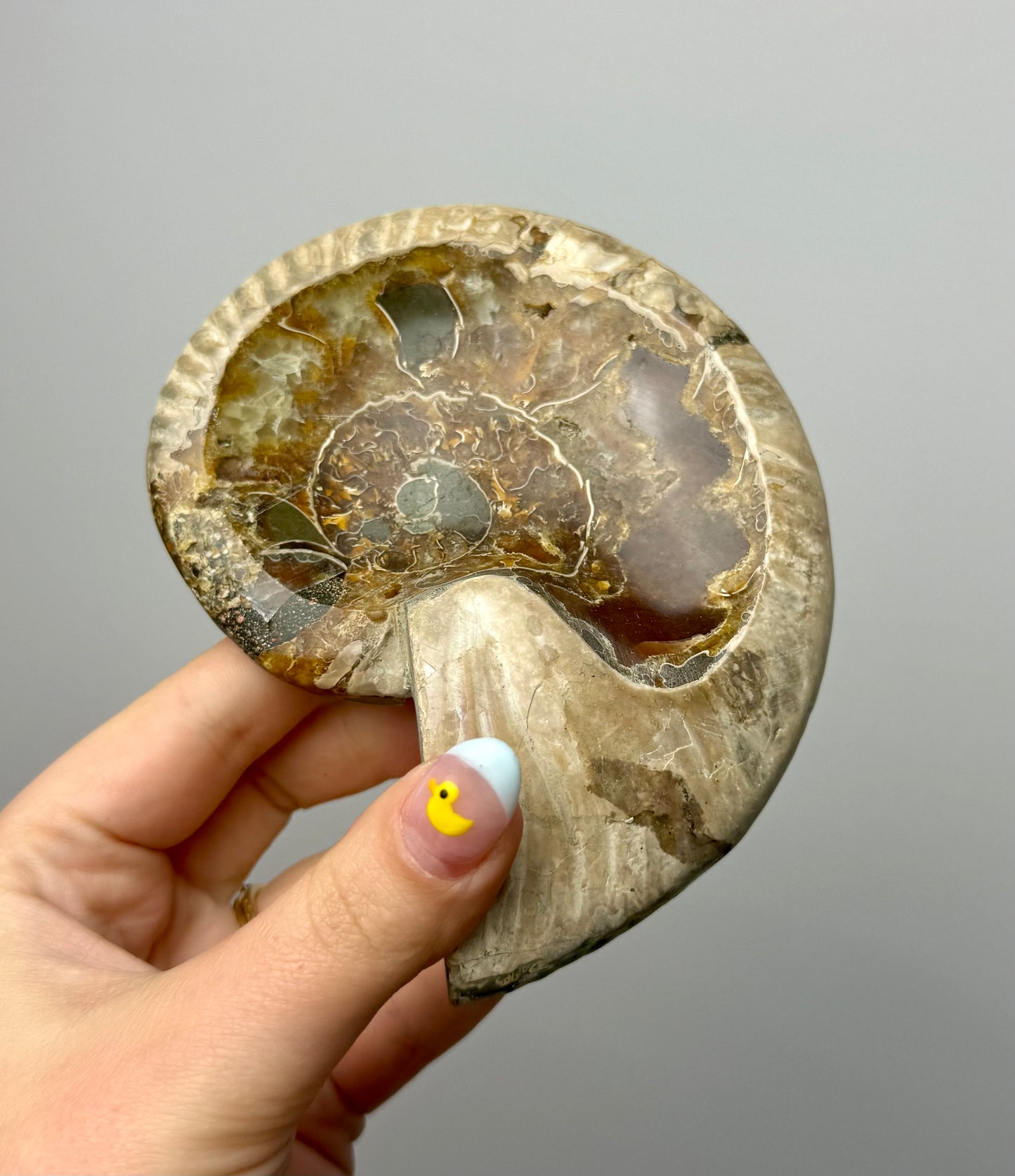 Ammonite fossil bowl