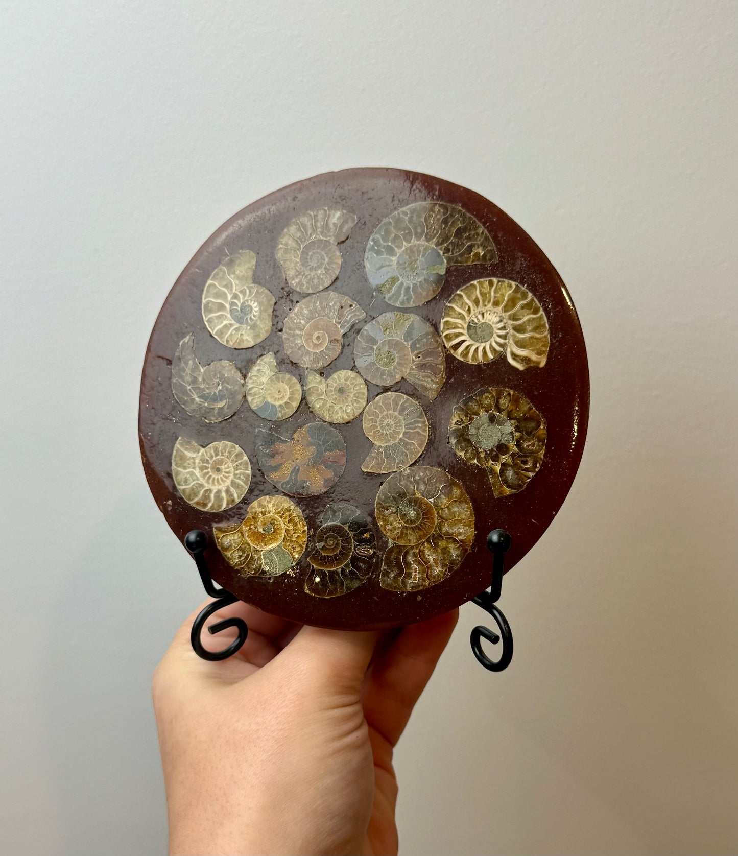 Ammonite composite slab on a stand ￼