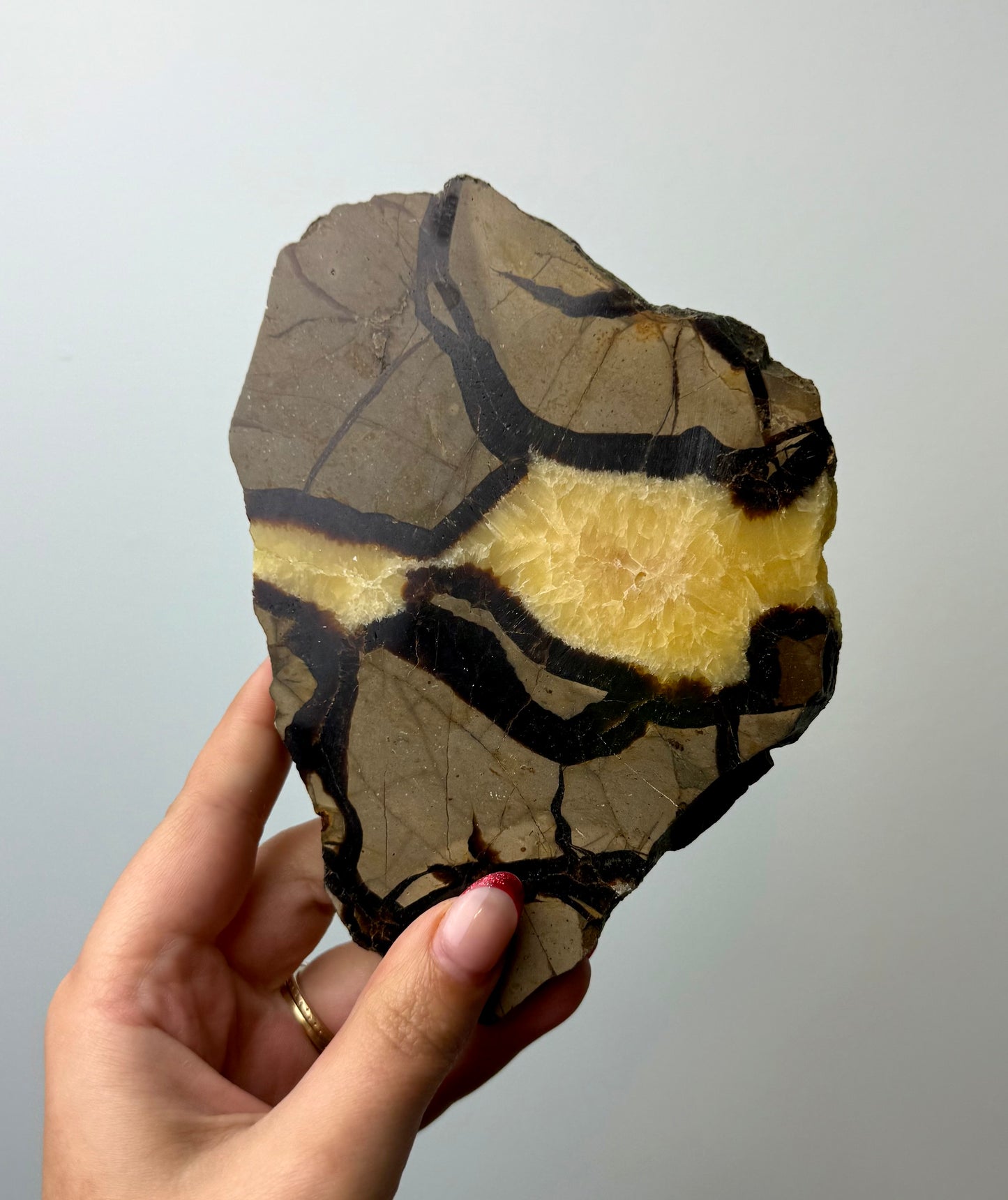 Septarian slab