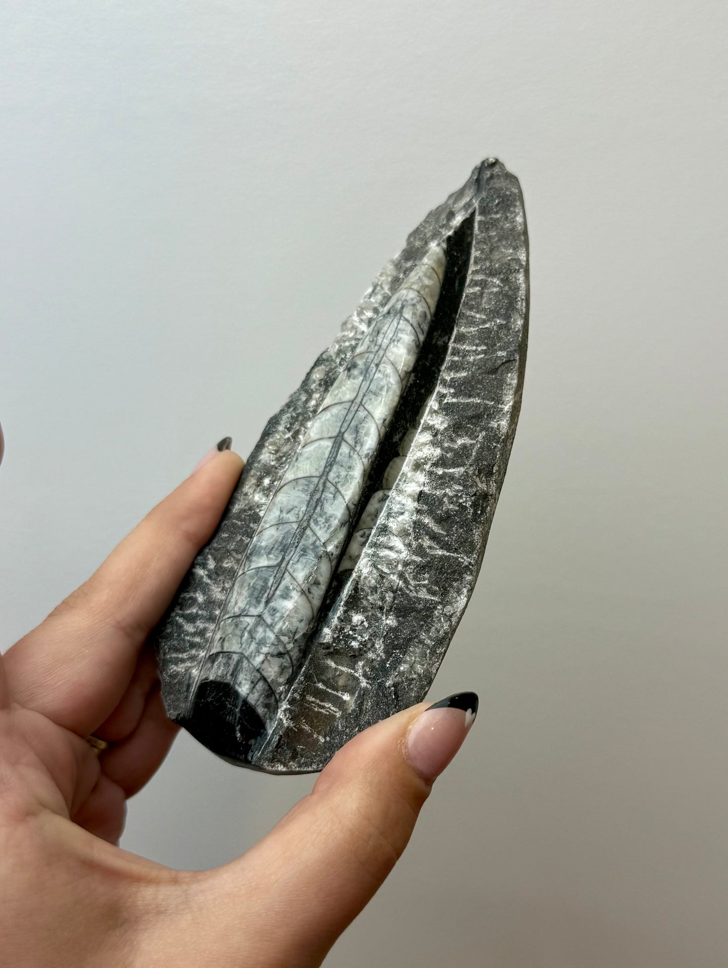 Orthoceras fossil