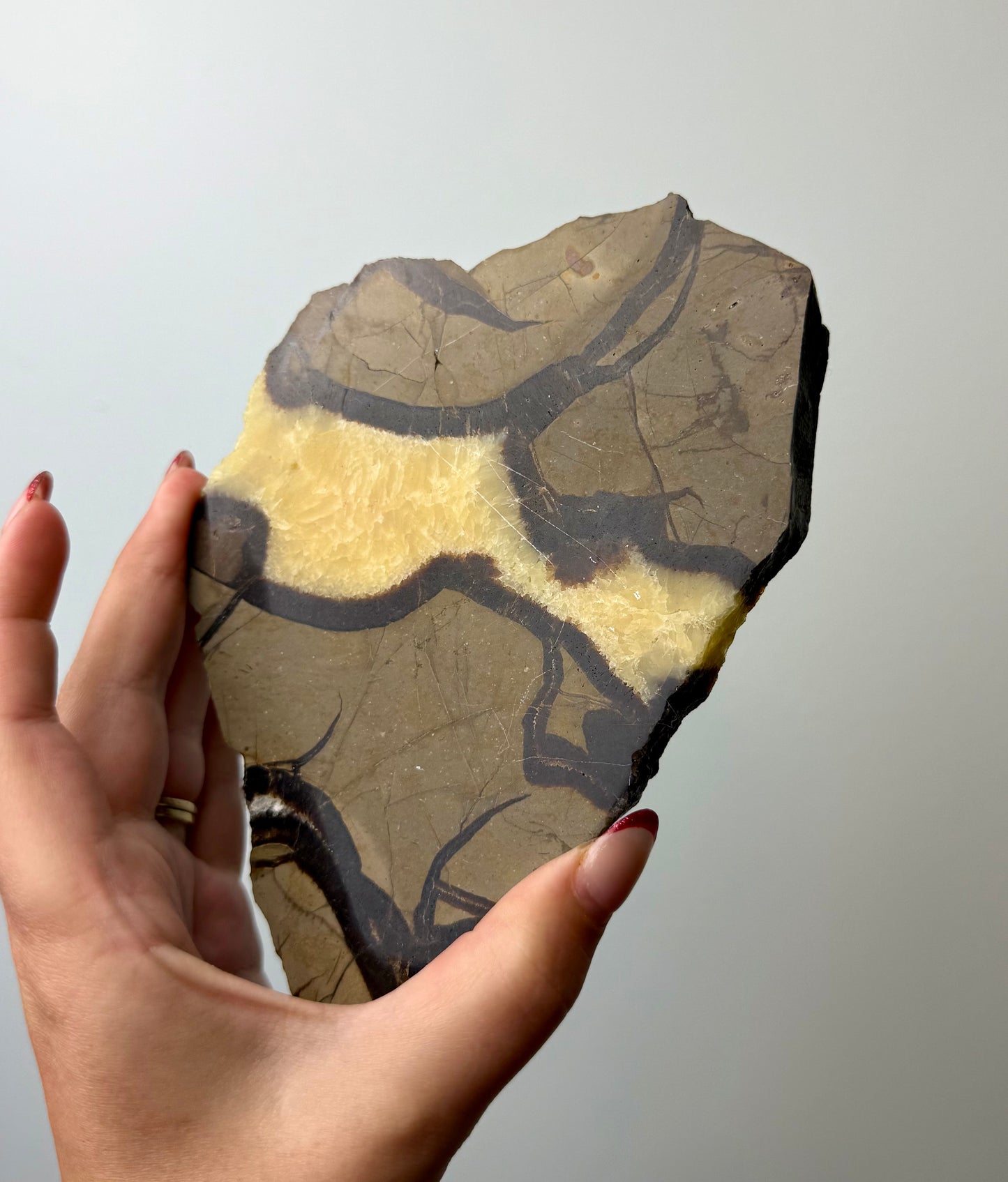 Septarian slab