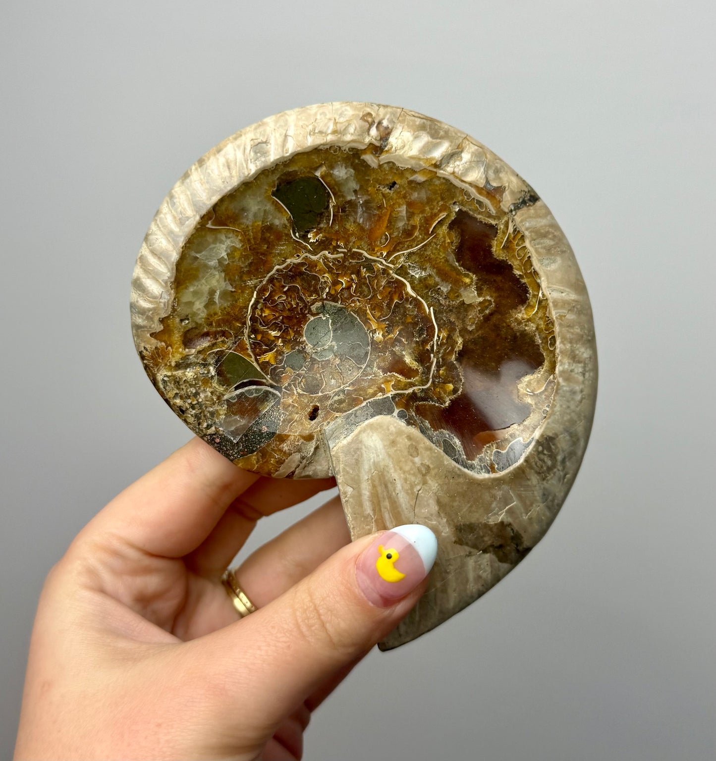 Ammonite fossil bowl