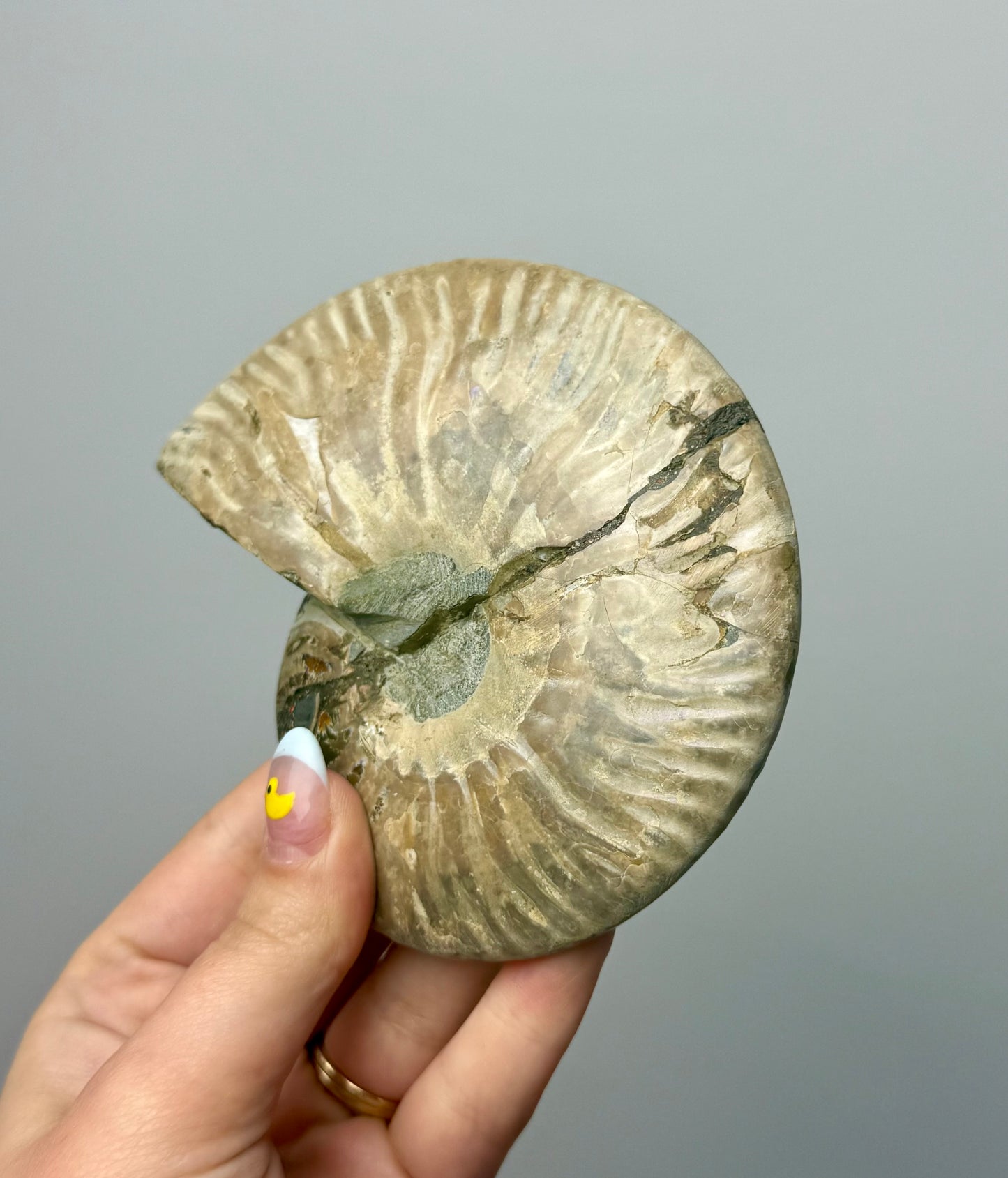 Ammonite fossil bowl