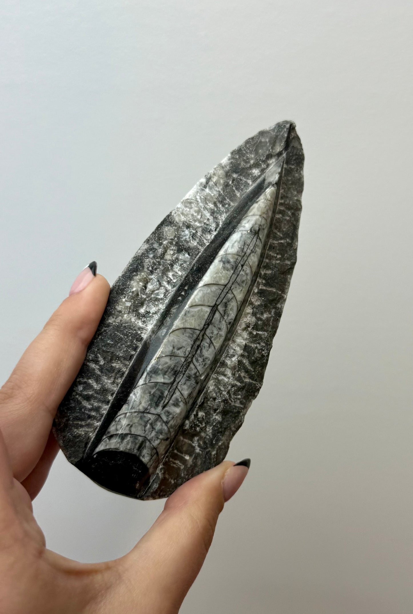 Orthoceras fossil