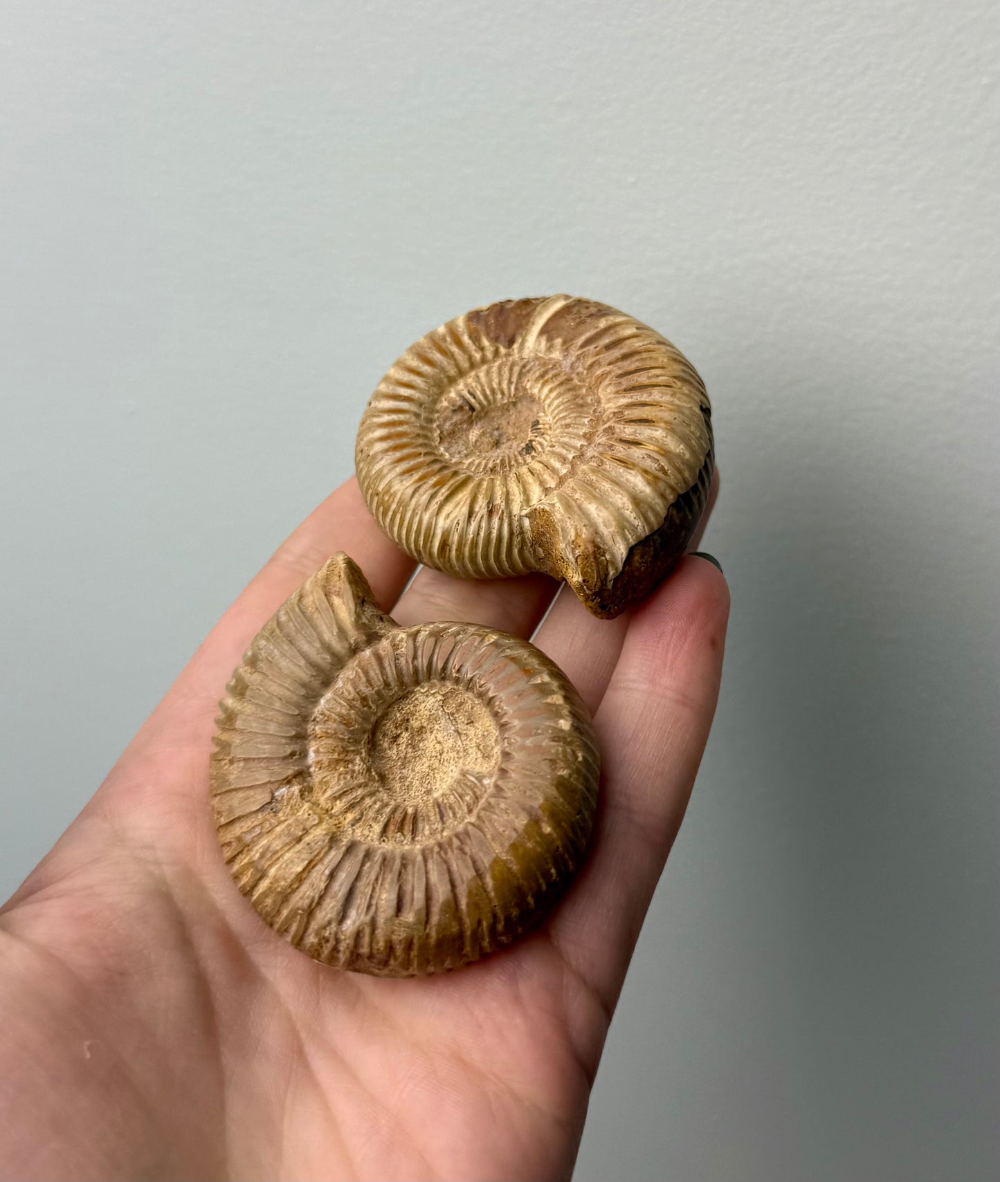 Ammonite fossils