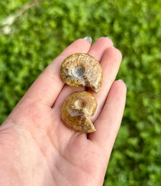 Ammonite fossils