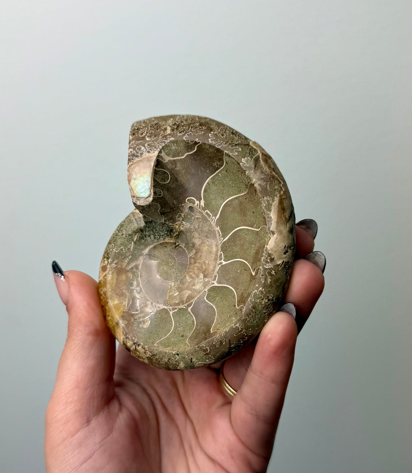 Ammonite fossil bowl