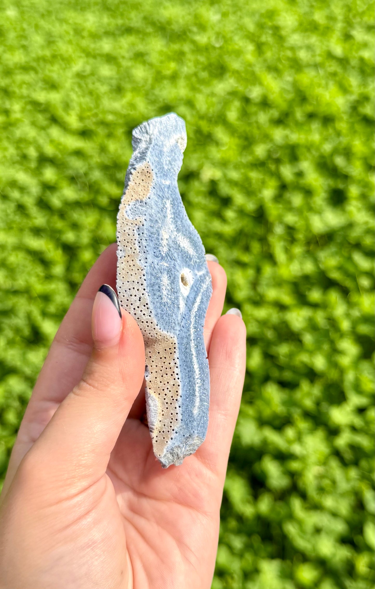 Coral fossil slab