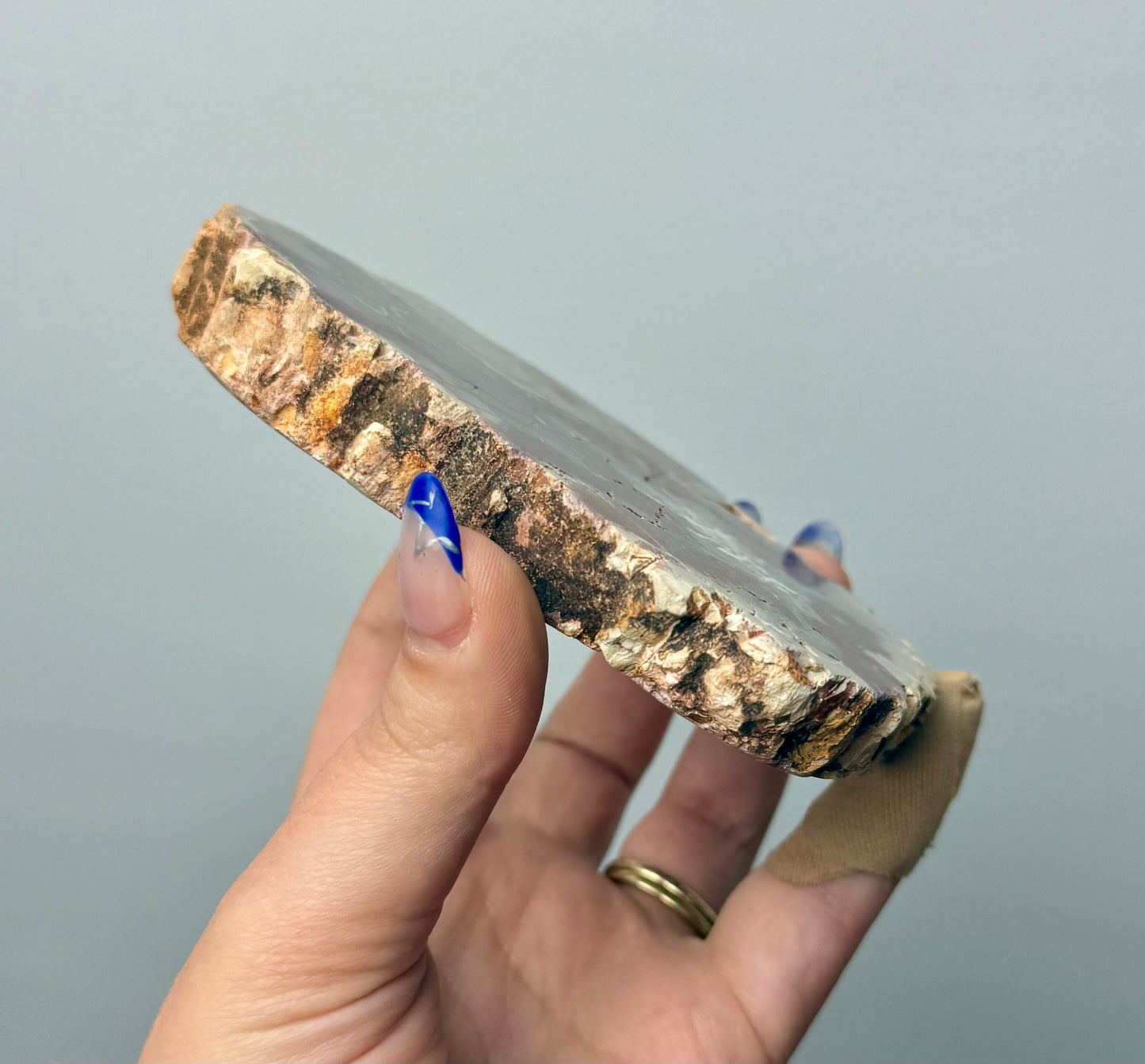 Petrified wood slab