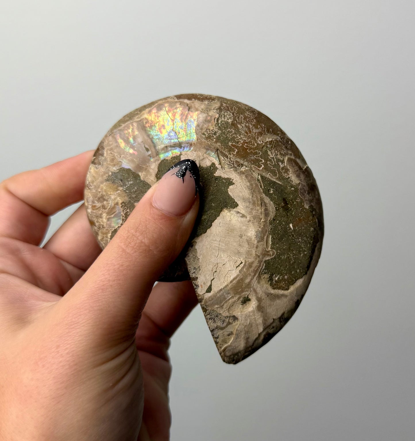 Ammonite fossil bowl