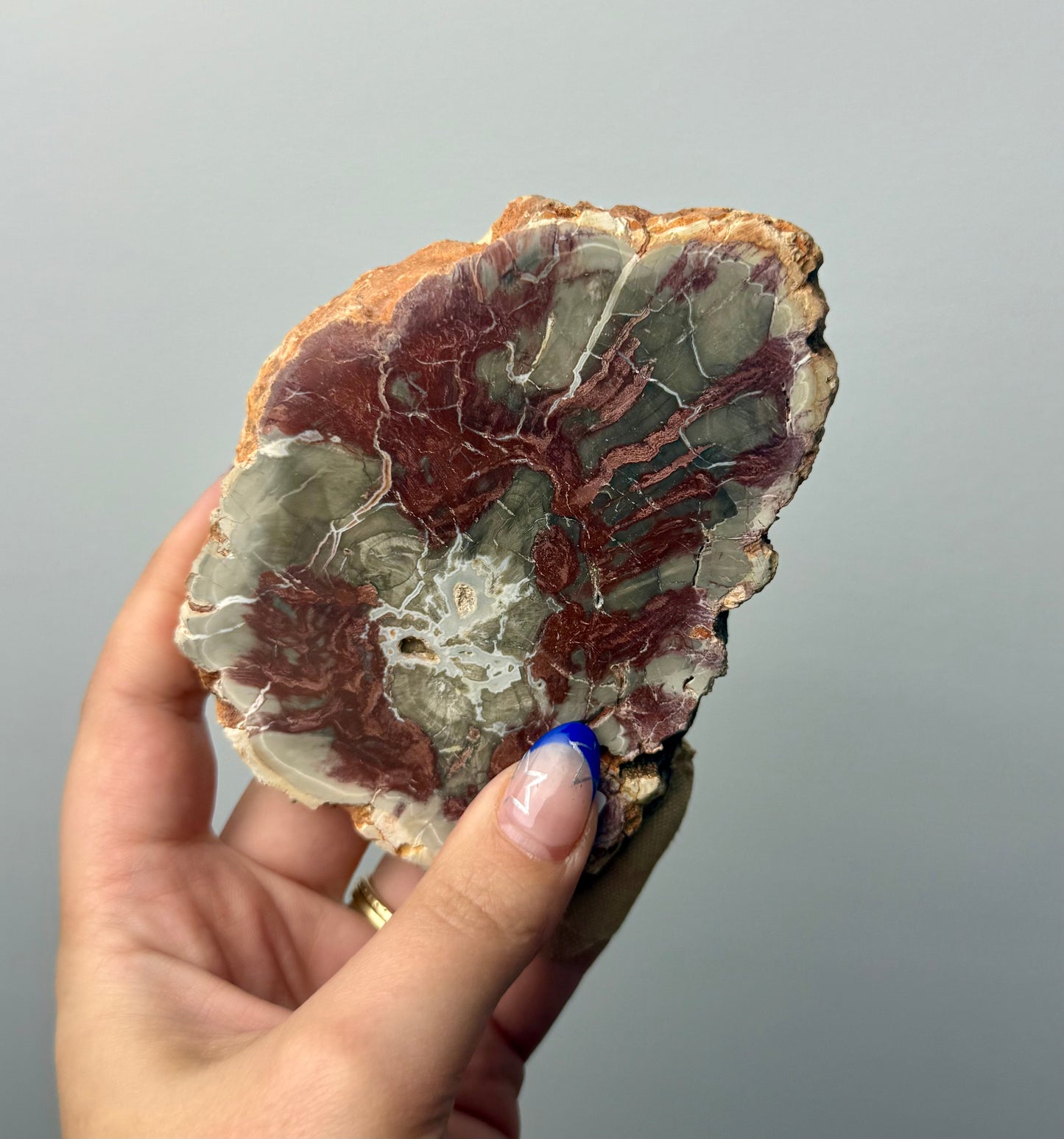 Petrified wood slab