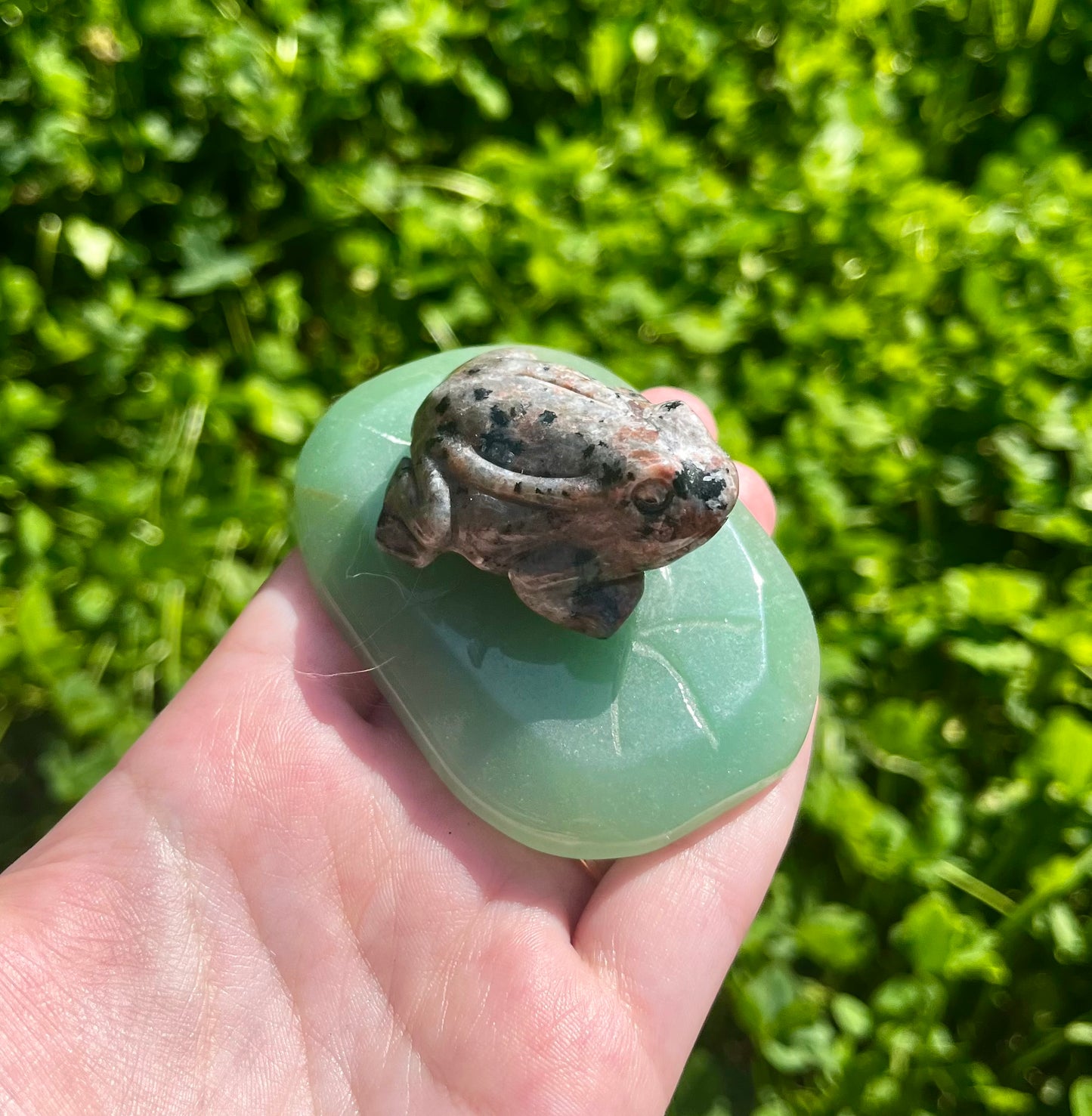 Frog on lily pad