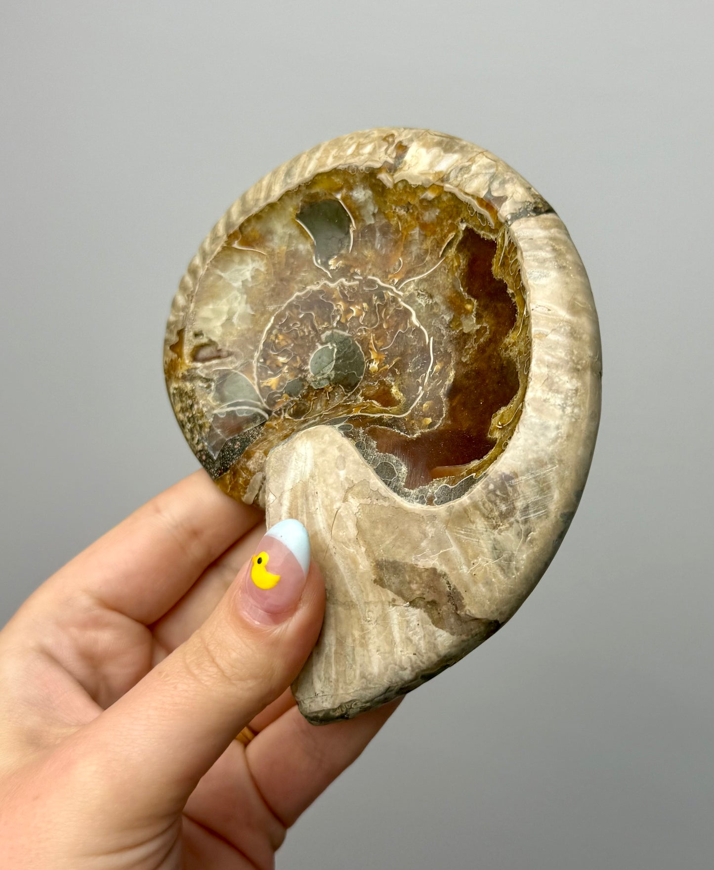 Ammonite fossil bowl