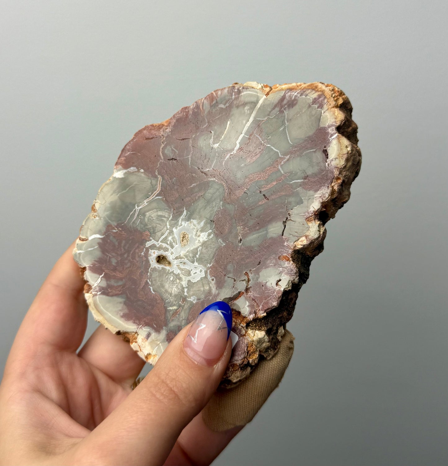 Petrified wood slab