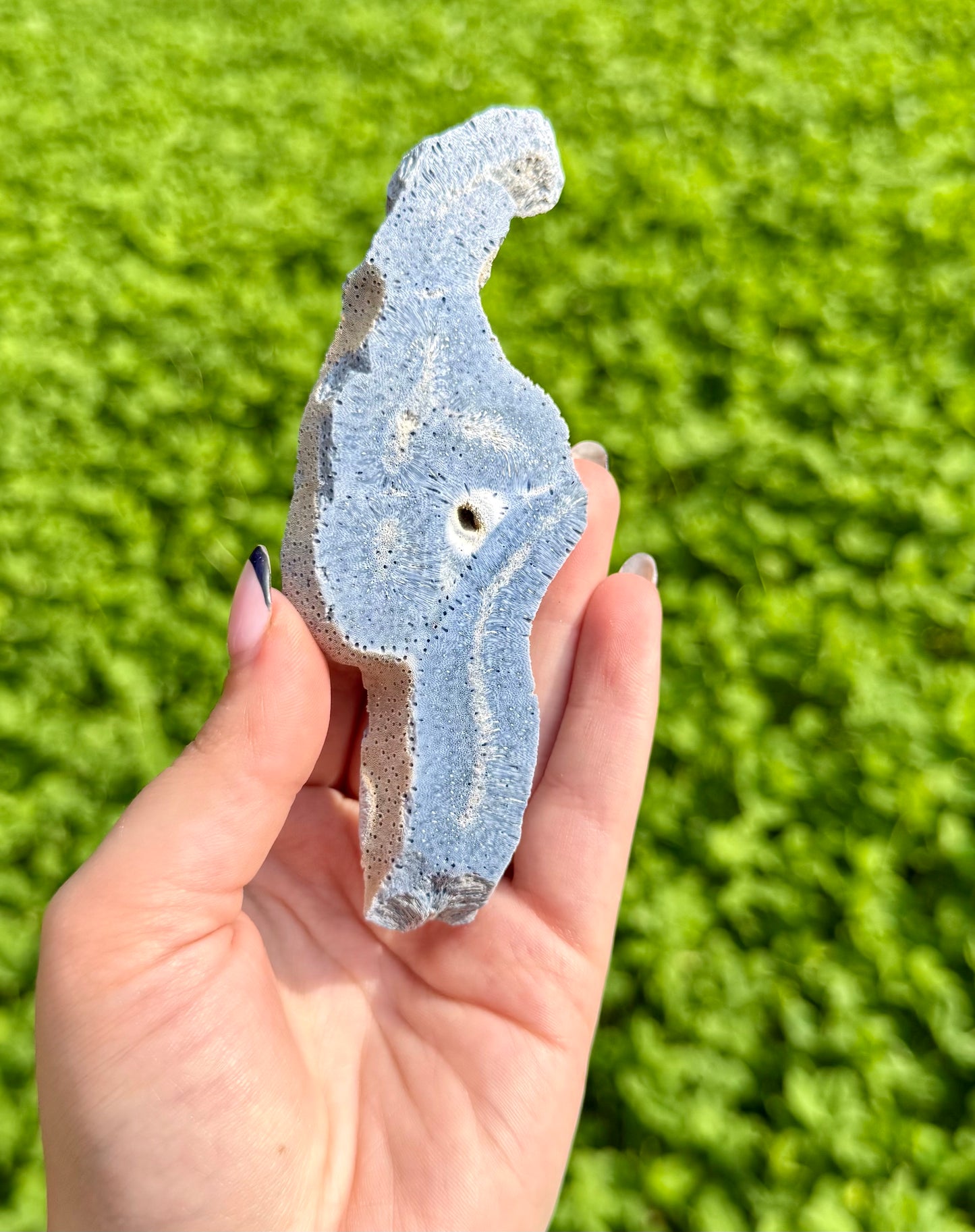 Coral fossil slab