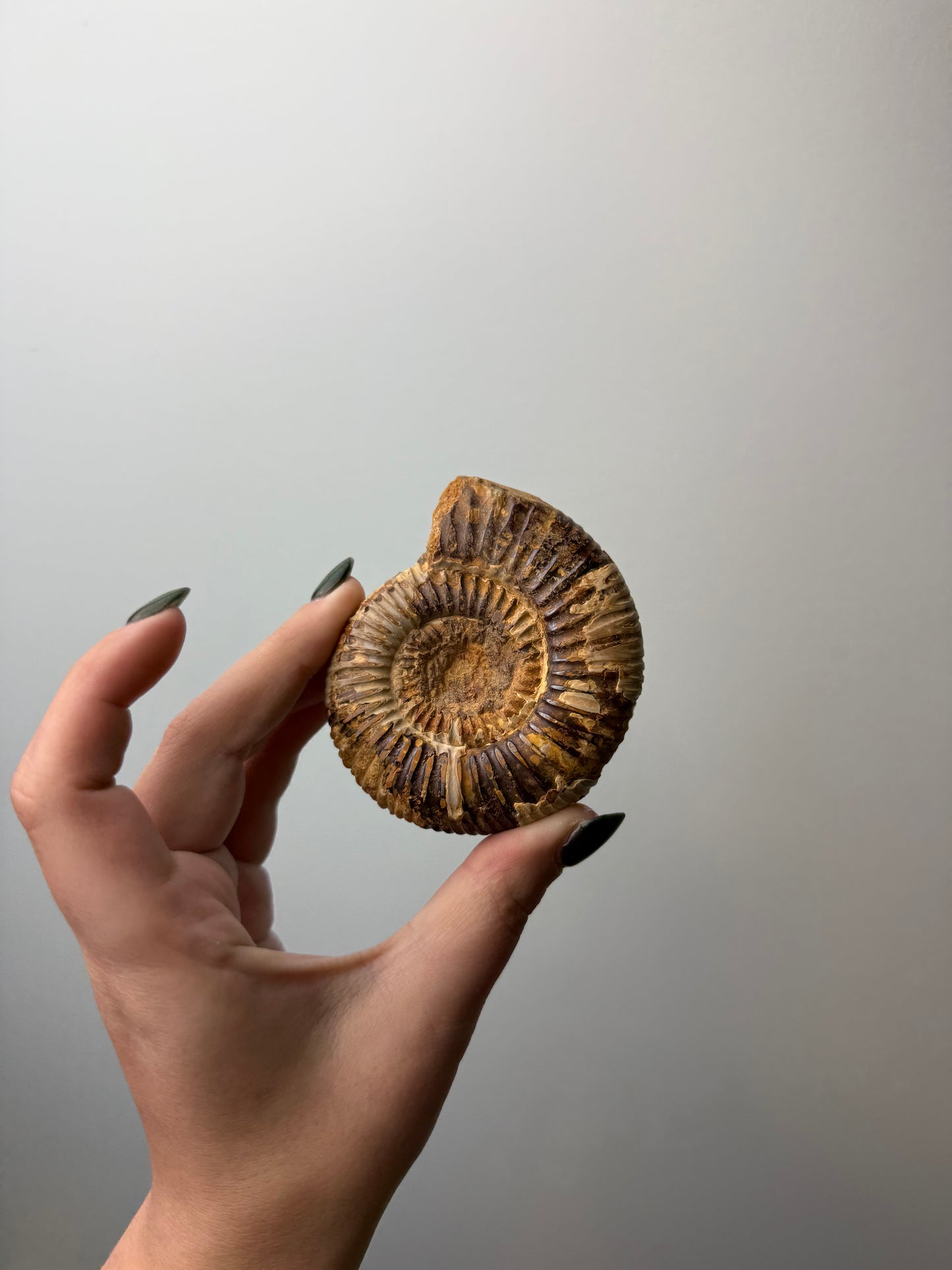 Ammonite fossil
