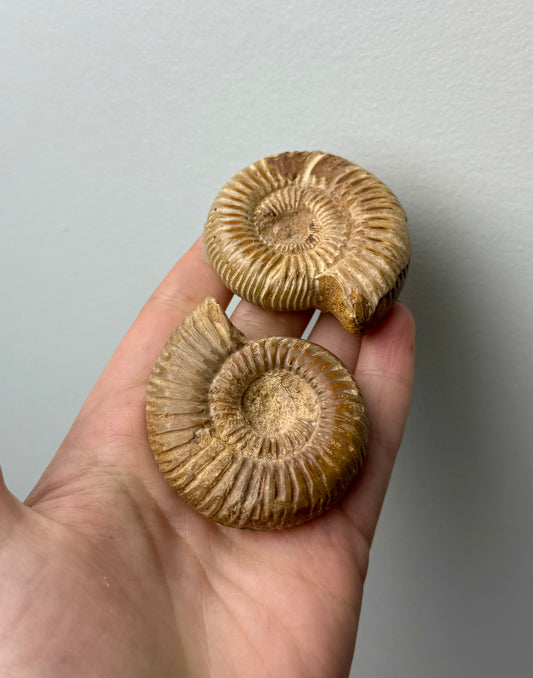 Ammonite fossils