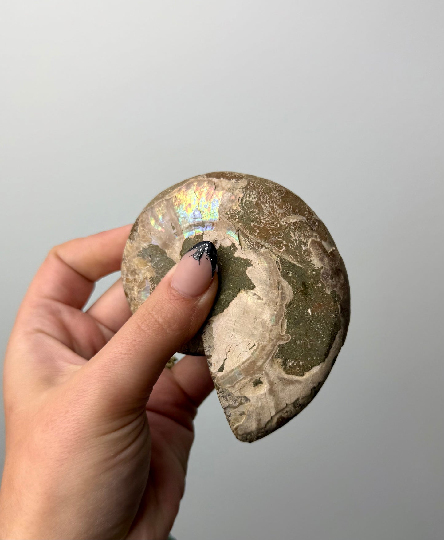 Ammonite fossil bowl