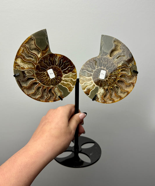 Ammonite fossil set on stand